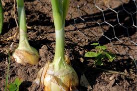 Not only do they add flavor and flair to dishes, but they also grow quickly and well in most regions. When Is The Best Time To Plant Onions Growfully
