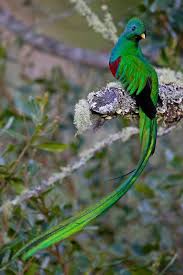 Birds That Start With The Letter Q Quetzalli Most Beautiful Birds Beautiful Birds Pet Birds