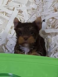 En Ozel Biewer Yorkshire Terrier Yavrusu Pet Dunyasi Ayricaligiyla 937 Yorkshire Terrier Yorkshire Renkler