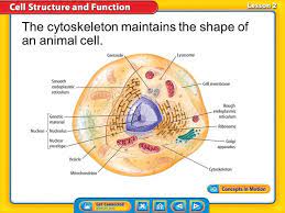 For instance, the roots of the plants help in the absorption of minerals and water. In An Animal Cell You Have A Cytoskeleton The Cytoskeleton Forms The Shape Of The Cell And Consists Of Different Filam Cells Project Animal Cell Cell Membrane