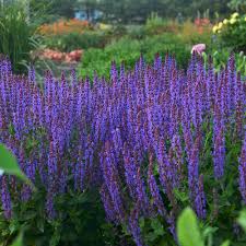 Tall spiky plant with purple flowers google search images. Color Spires Violet Riot Perennial Salvia Salvia Nemorosa Proven Winners