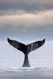 Humpback Whale Tail Glacier Bay National Park Alaska In 2020 Humpback Whale Whale Underwater Animals