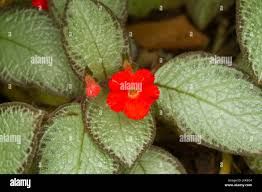 Image result for Episcia reptans