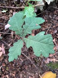 Image result for white oak leaf