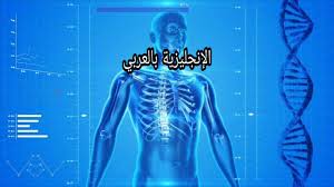 Your spleen is an organ near your stomach that controls the quality of your blood. Ø§Ù„Ù‡ÙŠÙƒÙ„ Ø§Ù„Ø¹Ø¸Ù…ÙŠ Ù„Ù„Ø¥Ù†Ø³Ø§Ù† Ø¨Ø§Ù„Ø¥Ù†Ø¬Ù„ÙŠØ²ÙŠØ© Ù…Ø¹ Ø§Ù„Ù†Ø·Ù‚ ÙˆØ§Ù„ØªØ±Ø¬Ù…Ø© Ø¨Ø§Ù„Ø¹Ø±Ø¨ÙŠØ© Ø§Ù„Ø¥Ù†Ø¬Ù„ÙŠØ²ÙŠØ© Ø¨Ø§Ù„Ø¹Ø±Ø¨ÙŠ