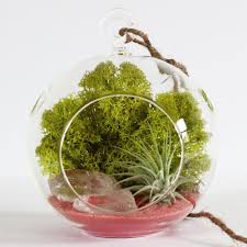Terrarium Kit Air Plant Clear Quartz Crystals And Salmon Pink Sand Air Plants Terrariums Kits Air Plant Garden