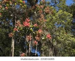 Image result for Triplaris americana