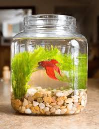 Maybe you would like to learn more about one of these? 10 Model Aquarium Mini Terbaik Dan Unik