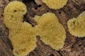 Image result for Stemonitis fusca