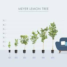 Lemon tree flowers no fruit. Buy Brighter Blooms Meyer Lemon Tree Indoor Or Outdoor Potted Fruit Plant 3 4 Feet No Shipping To Fl Ca Tx La Or Az Online In Vietnam B07t997y47