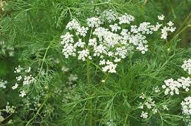 Caraway Carum Carvi Organically Grown Flower Seeds Floral Encounters Plants Seeds Edible Garden