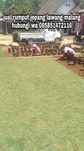 Rumput sintetis murah, citayam, jawa barat, indonesia. Penjual Rumput Taman Hias Daerah Lawang Malang Termurah Dan Terlaris Rumput Jepang Di Lawang Malang Tahun 2021 Rumput Taman Malang