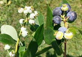 Last year, more than 50 different flowers were found to have contributed to honey made by bees kept. Smart Gardening Pollination In Vegetable Gardens And Backyard Fruit Gardening In Michigan