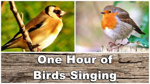 Bird Sounds Birds Singing Birds Singing Beautiful Bird Video Nature Sounds Hd Very Relaxing Beautiful Birds Nature Sounds Birds