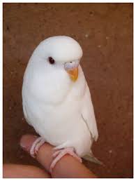 Omg That Looks Just Like My Parakeet Muhabbet Kuslari Sevimli Hayvan Yavrulari Papaganlar