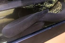 Image result for Phaulopsis sangana