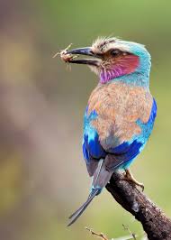 All orders are custom made and most ship worldwide within 24 hours. 23 Lilac Breasted Roller Facts Coracias Caudatus Justbirding Com