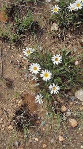 Image result for Gazania krebsiana