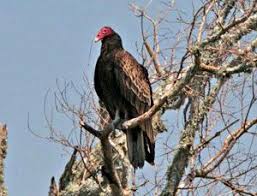 What is the lifespan of the turkey vulture? Turkey Vulture Bird Gallery Houston Audubon