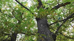 Ya que estas leyendo esta descripción pues mira lo que puedes aprender si formas parte de. Arbol De Castanas Todo Acerca Del Famoso Castano