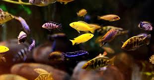 My 75 Gallon African Cichlids Tank : R/Cichlid