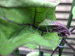 家庭菜園はじめました Blog Archive ナスの葉についた害虫まとめ 2014年夏