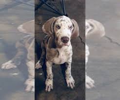 Areas pawswap of greater lafayette serves. Puppyfinder Com Great Dane Puppies Puppies For Sale Near Me In Lafayette Indiana Usa Page 1 Displays 10