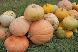 Image result for Cucurbita pepo