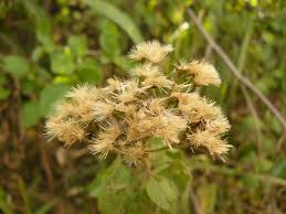 Image result for Vernonia brachycalyx