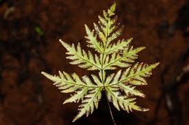 Image result for Doryopteris concolor