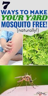 Get Rid Of Mosquitoes 7 Natural Mosquito Repellents For Your Yard Natural Mosquito Repellant Mosquito Repellent Mosquito