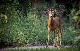 Ein bewährtes hausmittel gegen husten ist ein einfach selbst herzustellender hustensaft. Rehe Aus Dem Garten Vertreiben Nachgeharkt