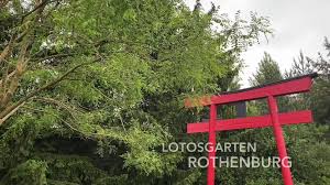 Rothenburg De Rothenburger Gartenparadiese Leyks Lotos Garten Facebook