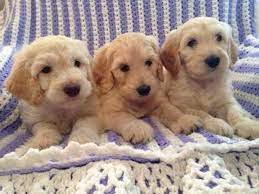 F1b goldendoodle puppies for sale texas. F1b Golden Doodle Puppies For Sale In Forney Texas Classified Americanlisted Com