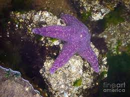 Find the perfect purple starfish stock photos and editorial news pictures from getty images. Real Live Purple Starfish In Nature Photograph By Davids Digits