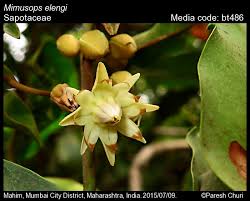 Image result for Mimusops elengi