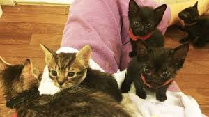 Tiny Baby Kittens Mewing Loudly Weaning On To Solid Food Youtube Kitten Meowing Baby Kittens Kittens