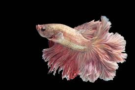 1280 x 720 jpeg 131 кб. Pink Betta Fish A Spectacular Lively And Bright Breed