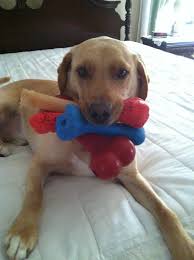 Gipper Might Be Winning The Most Toys Carried In Mouth Marathon Animal Humour I Love Dogs Funny Animals