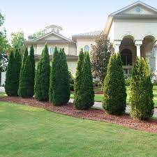 Choose the best privacy trees to provide peace of mind in your home and when relaxing in your they can also protect your property from wind damage. 10 Best Trees For Privacy Fast Growing Backyard Privacy Trees