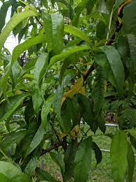 It is possible to identify leaves by their shape, edging, size and patterns. Help Identifying Cause Of Yellowing Fruit Tree Leaves Gardening Landscaping Stack Exchange