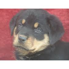 You can view hundreds of listings of dogs for sale from around the country in one convenient location, 24 hours a day, 7 days a week. Puppies For Sale Rottweiler Rottweilers Rotts Rotties F Category In Barnes City Iowa