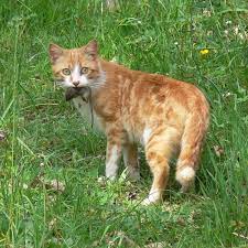 5 Things You Didn T Know About The Domestic Shorthair