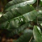 Image result for Clitandra cymulosa