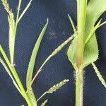 Image result for Hackelochloa granularis