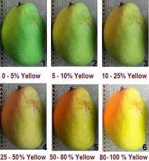 Mango Ripening Color Chart Flowers In 2019 Mango Herbs