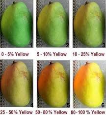 Mango Ripening Color Chart Flowers In 2019 Mango Herbs