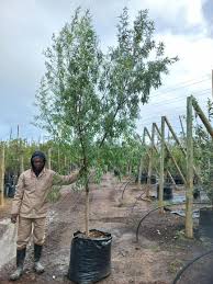 Image result for Searsia natalensis