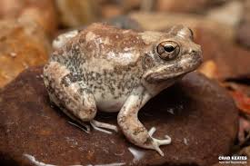 Image result for Cadaba natalensis