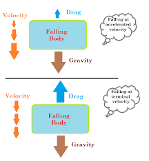 Jun 27, 2020 · the fact is that this is such a low terminal velocity, that it is reached in the first 3 seconds of the fall, so for a squirrel it is the same to fall from the top of a pine tree as from the. Death By Fall Not For A Squirrel Cyrus Khan